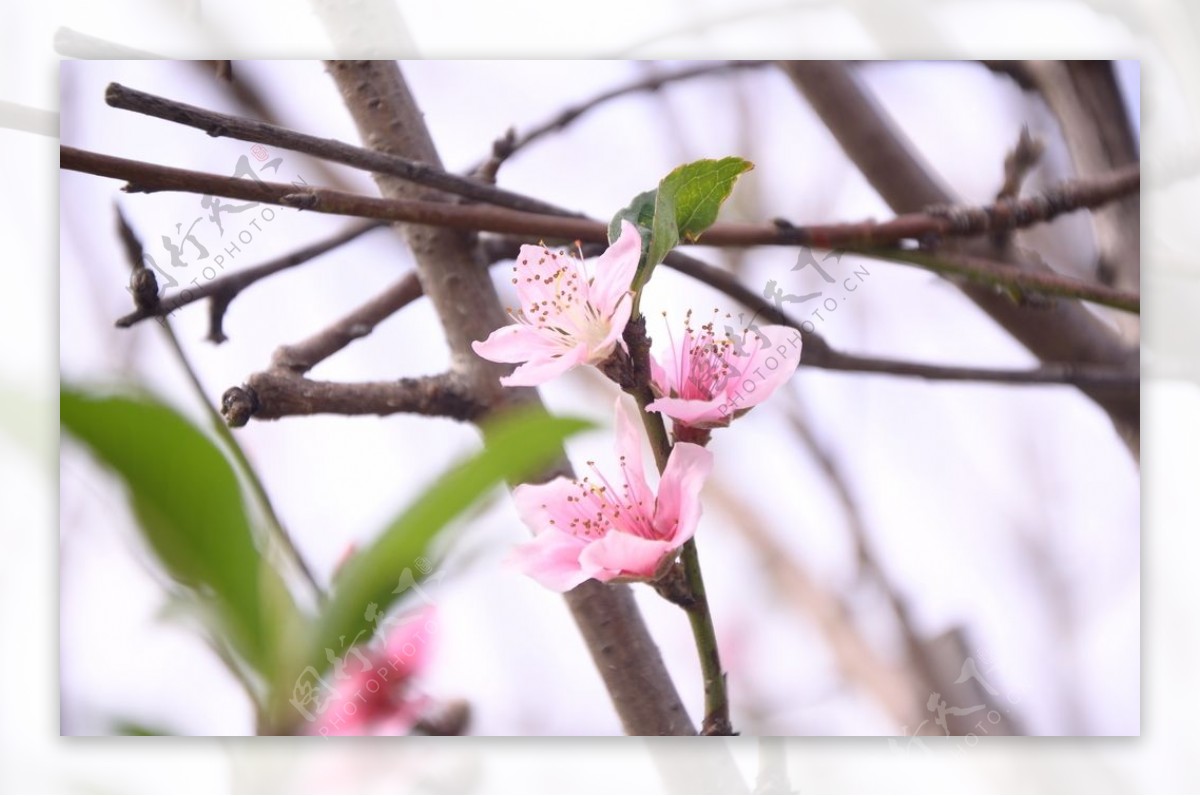 桃花