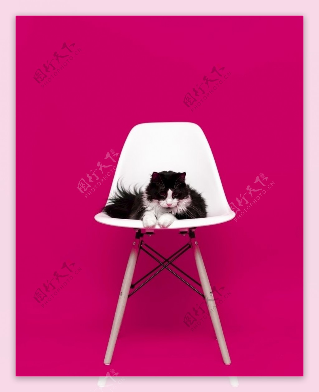 椅子上的猫