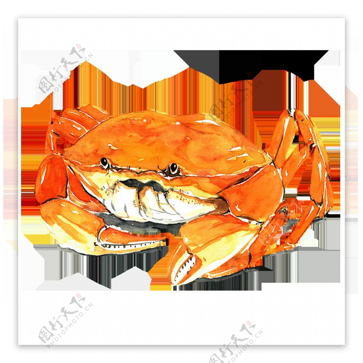 水彩绘画海虾螃蟹小龙虾海产图案