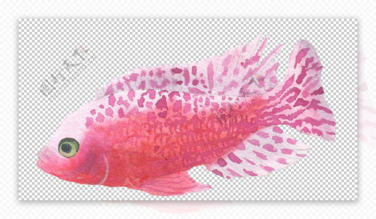 红色水彩鱼类图案