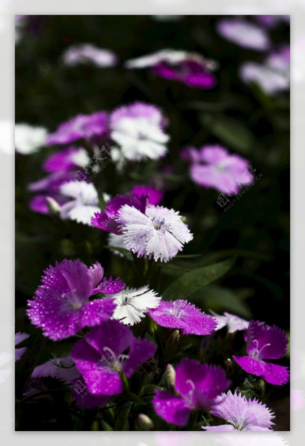 叶子花光叶子花苞花花朵