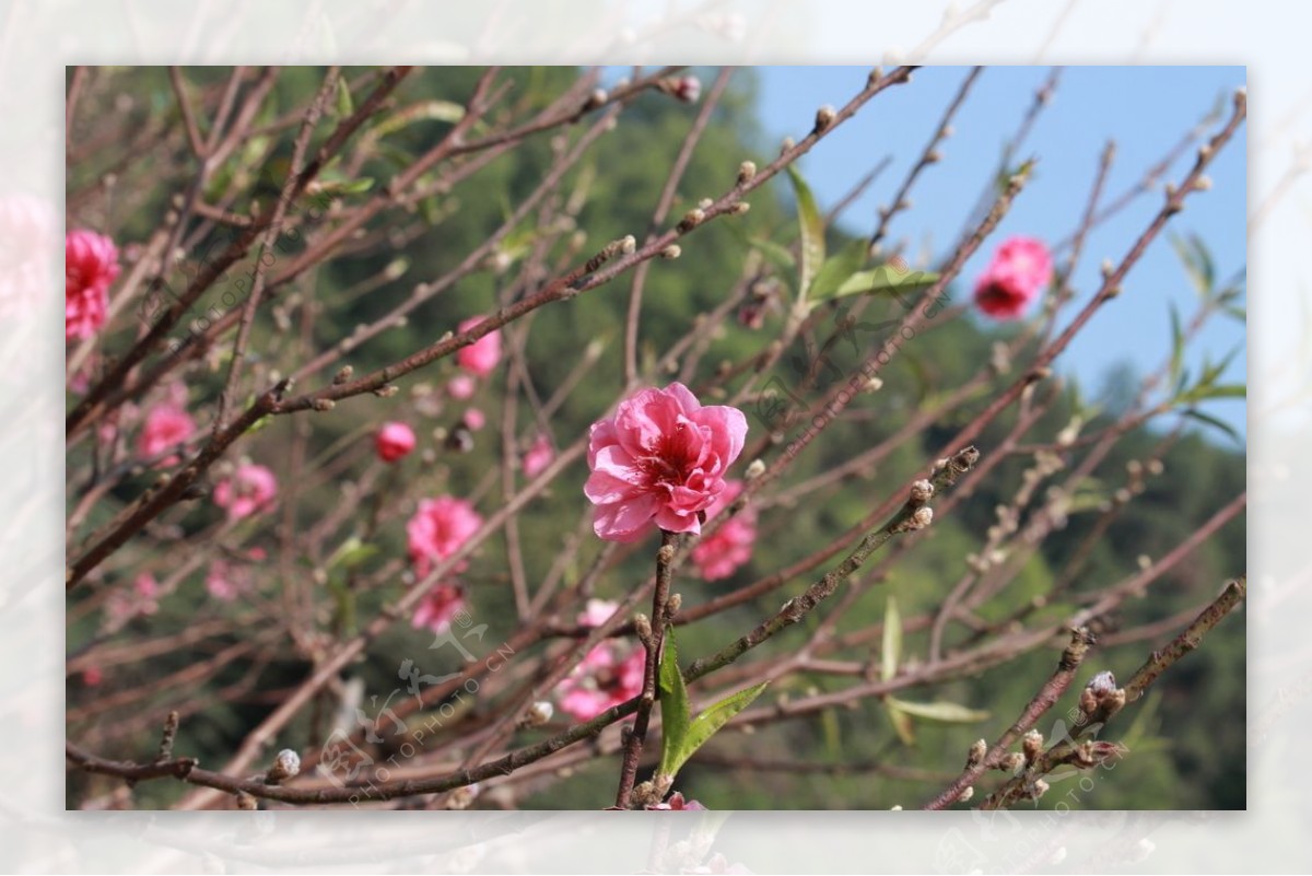 桃花花粉红色粉色