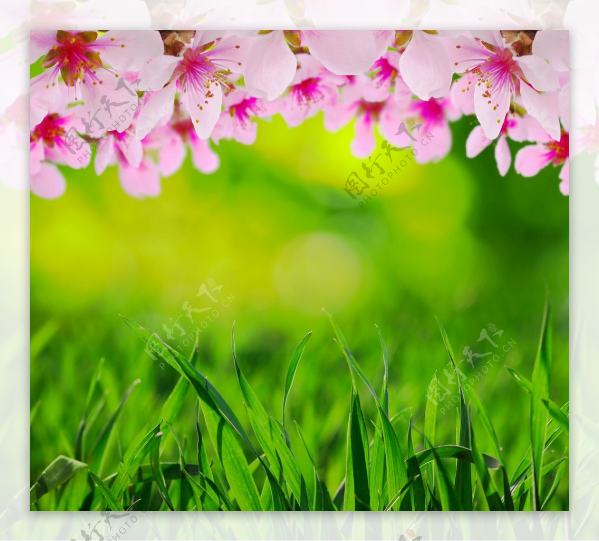 粉红色鲜花和青草丛