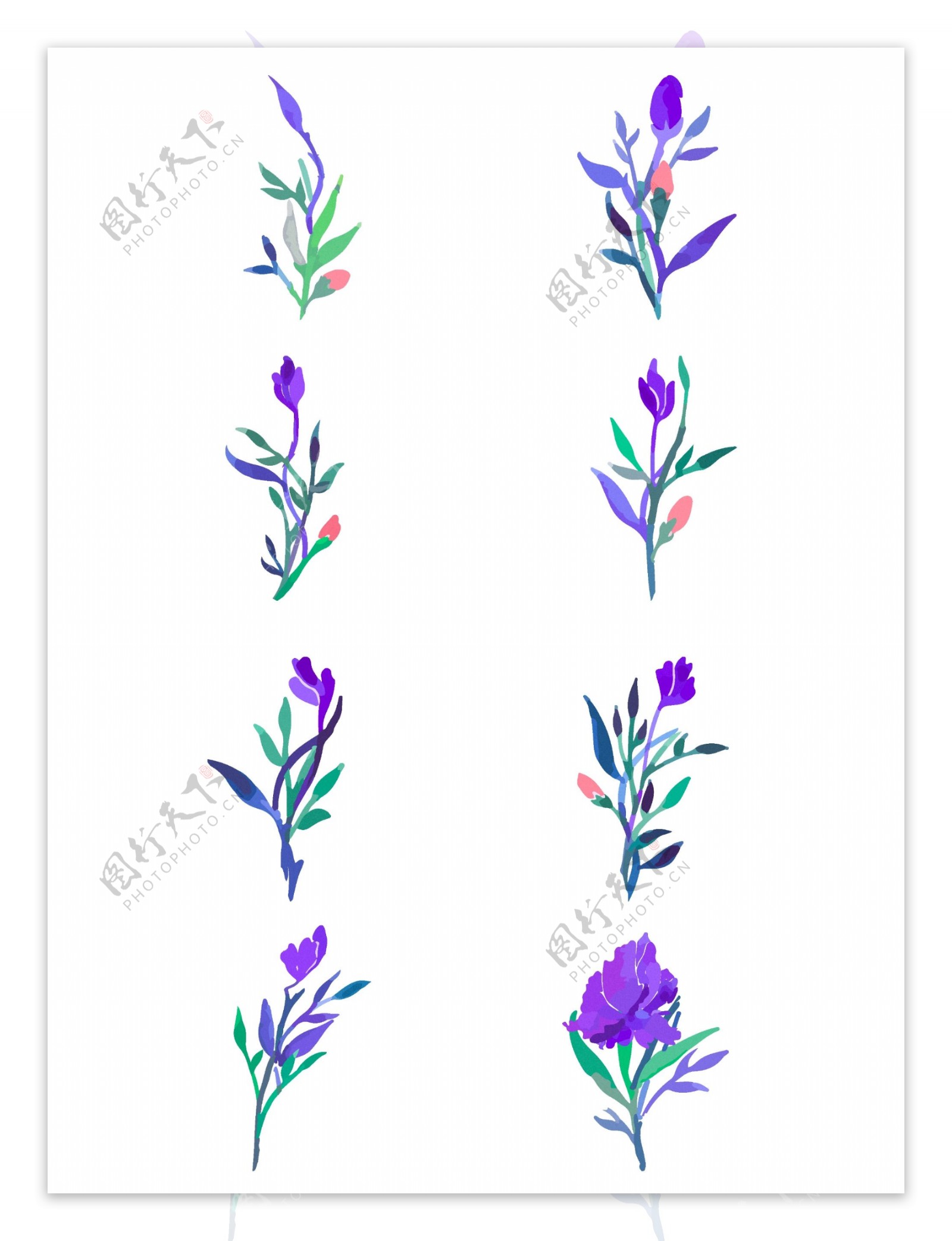紫罗兰花朵植物树枝开花步骤元素