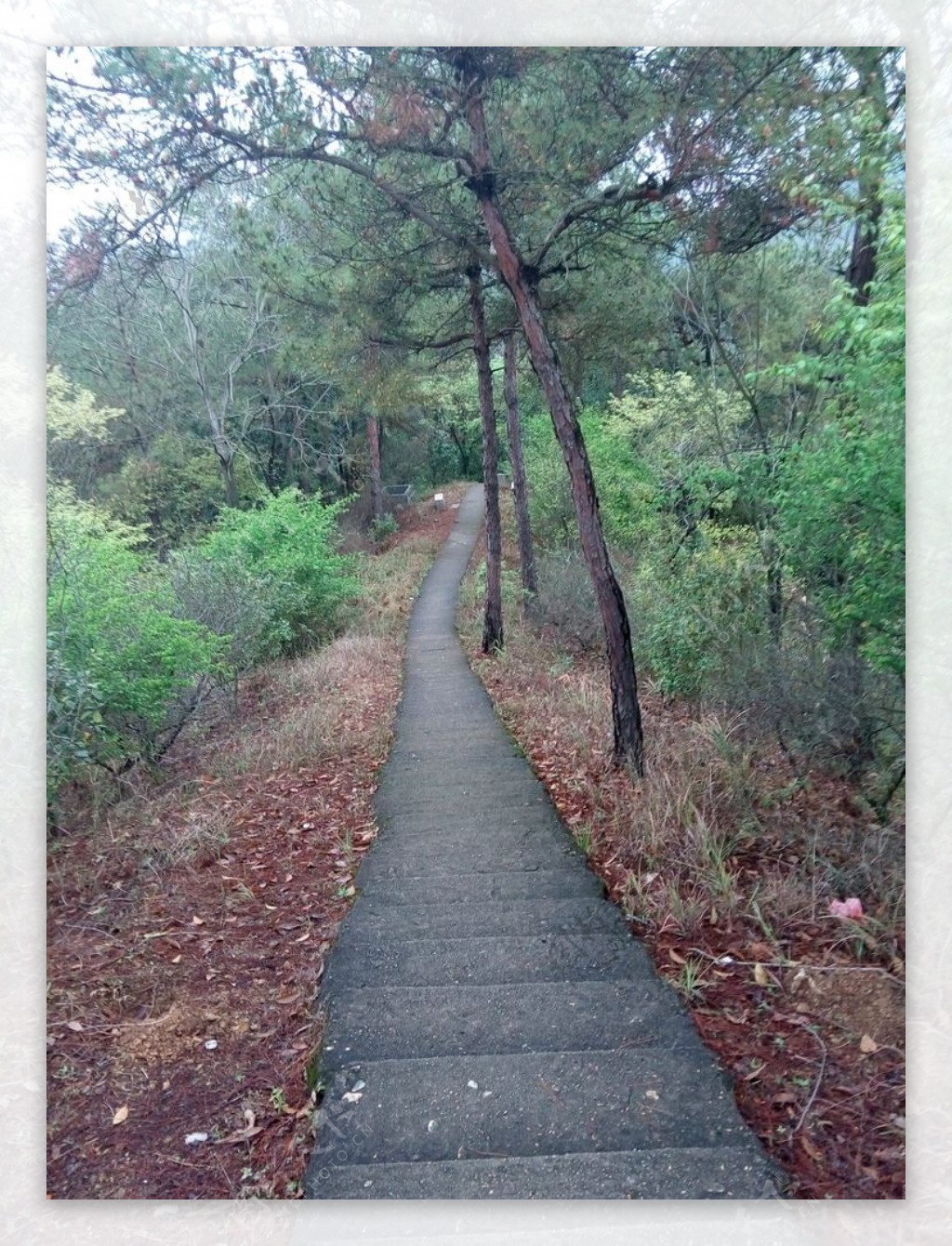 梅州百岁山登山道