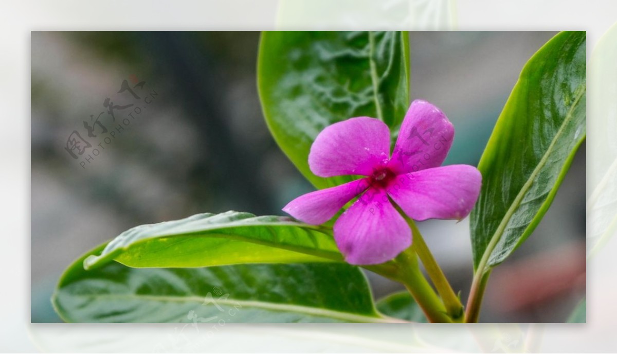 木菊花