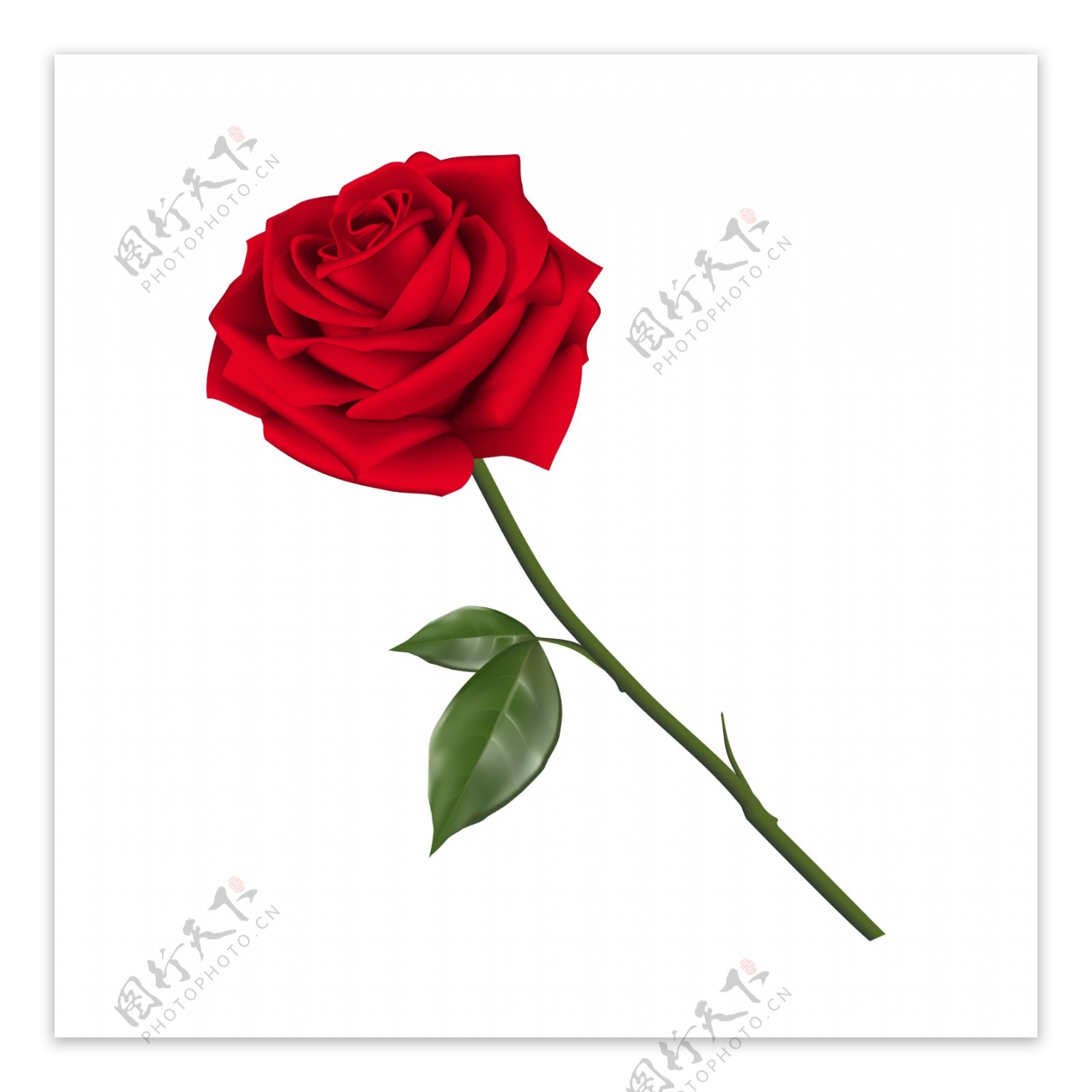 红色手绘玫瑰写实素材