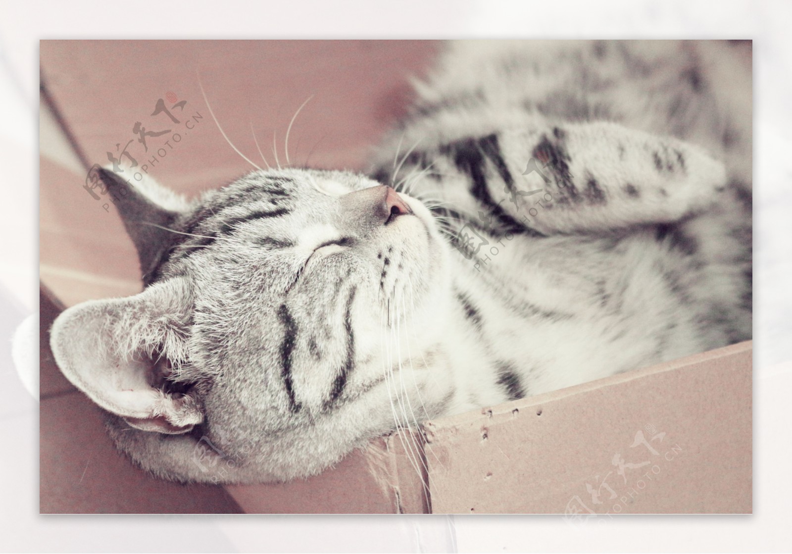 美短猫猫睡觉