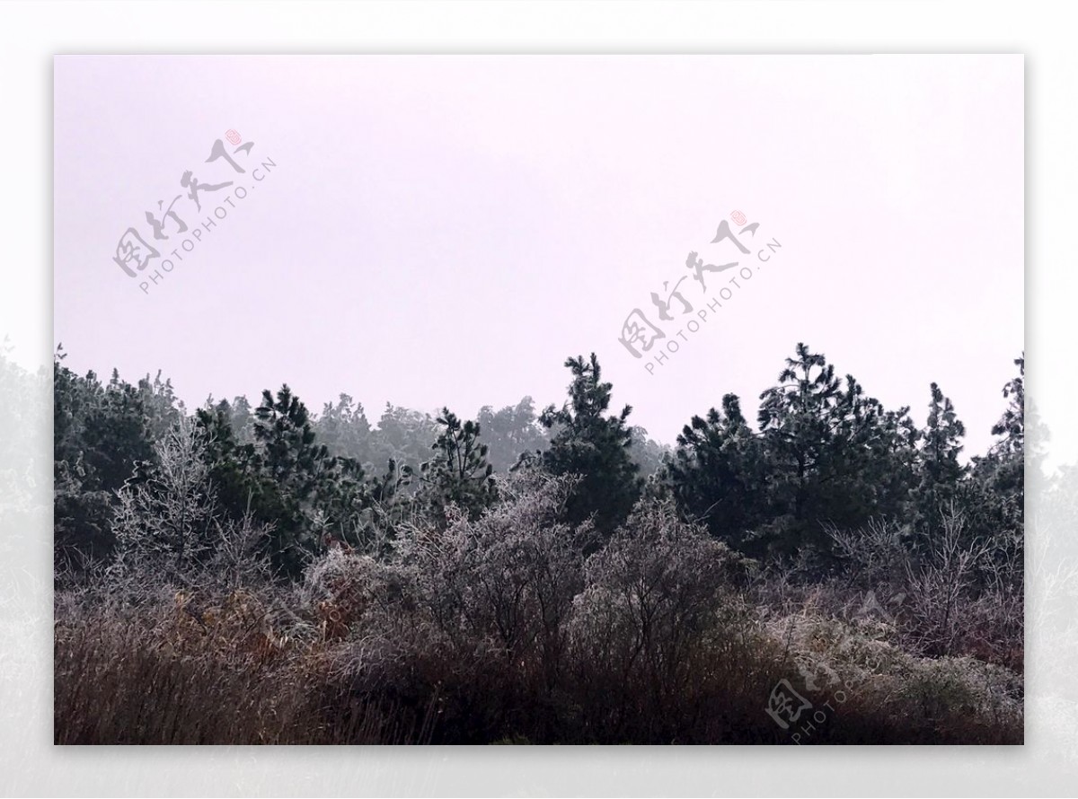 雪打枯草