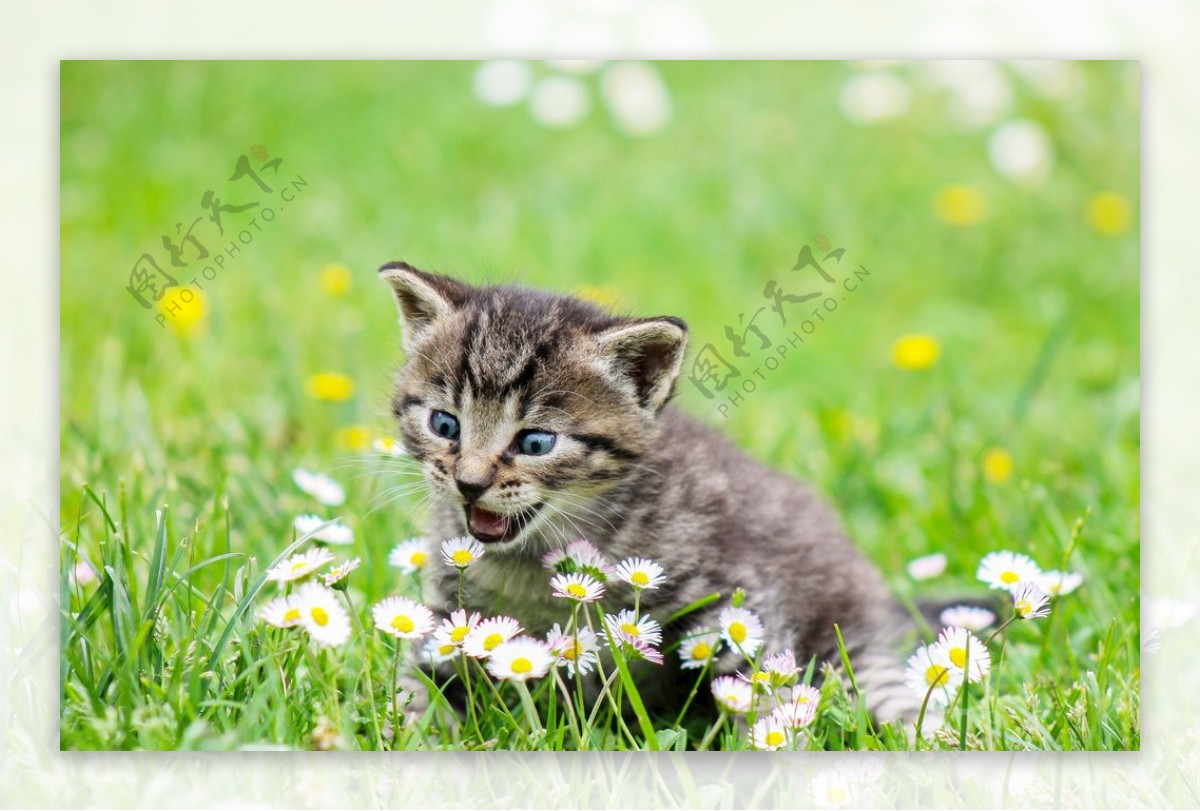 草丛里可爱的小花猫