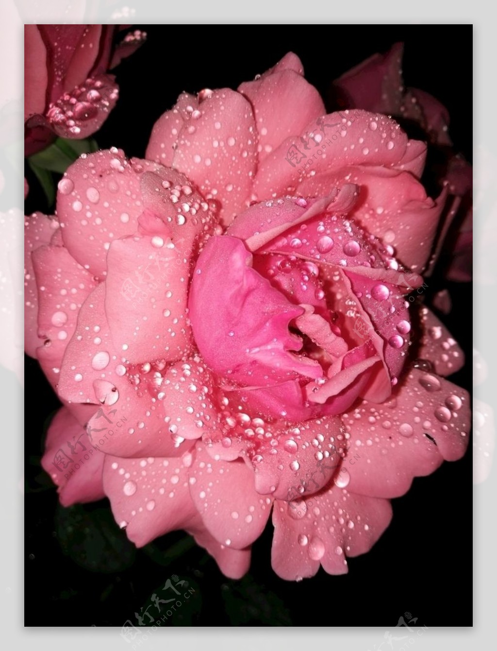 雨中玫瑰图片素材-编号16249139-图行天下