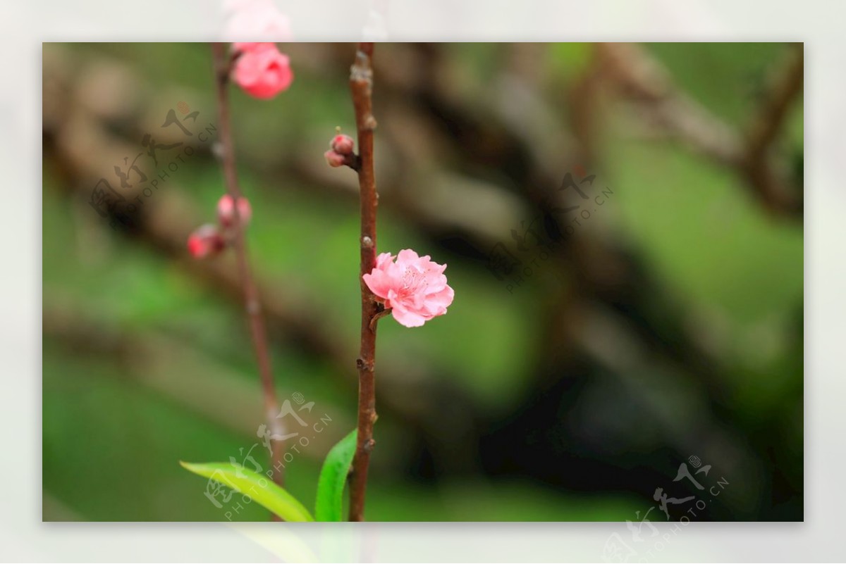 桃花