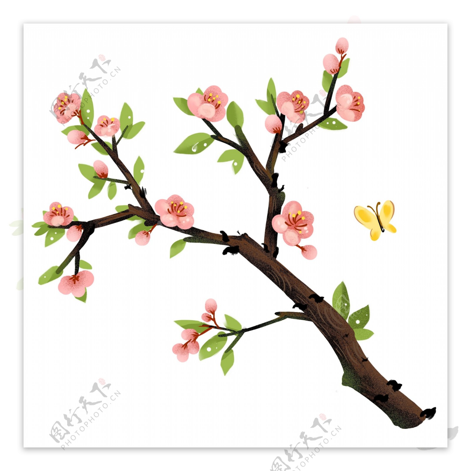 桃花杏植物小清新花朵春天春暖花开树叶蝴蝶