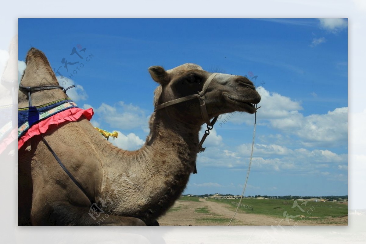 草原蒙古包骆驼
