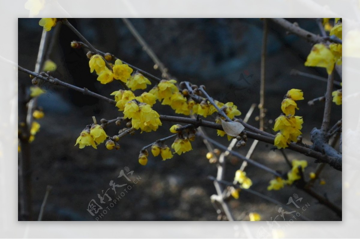 蜡梅花