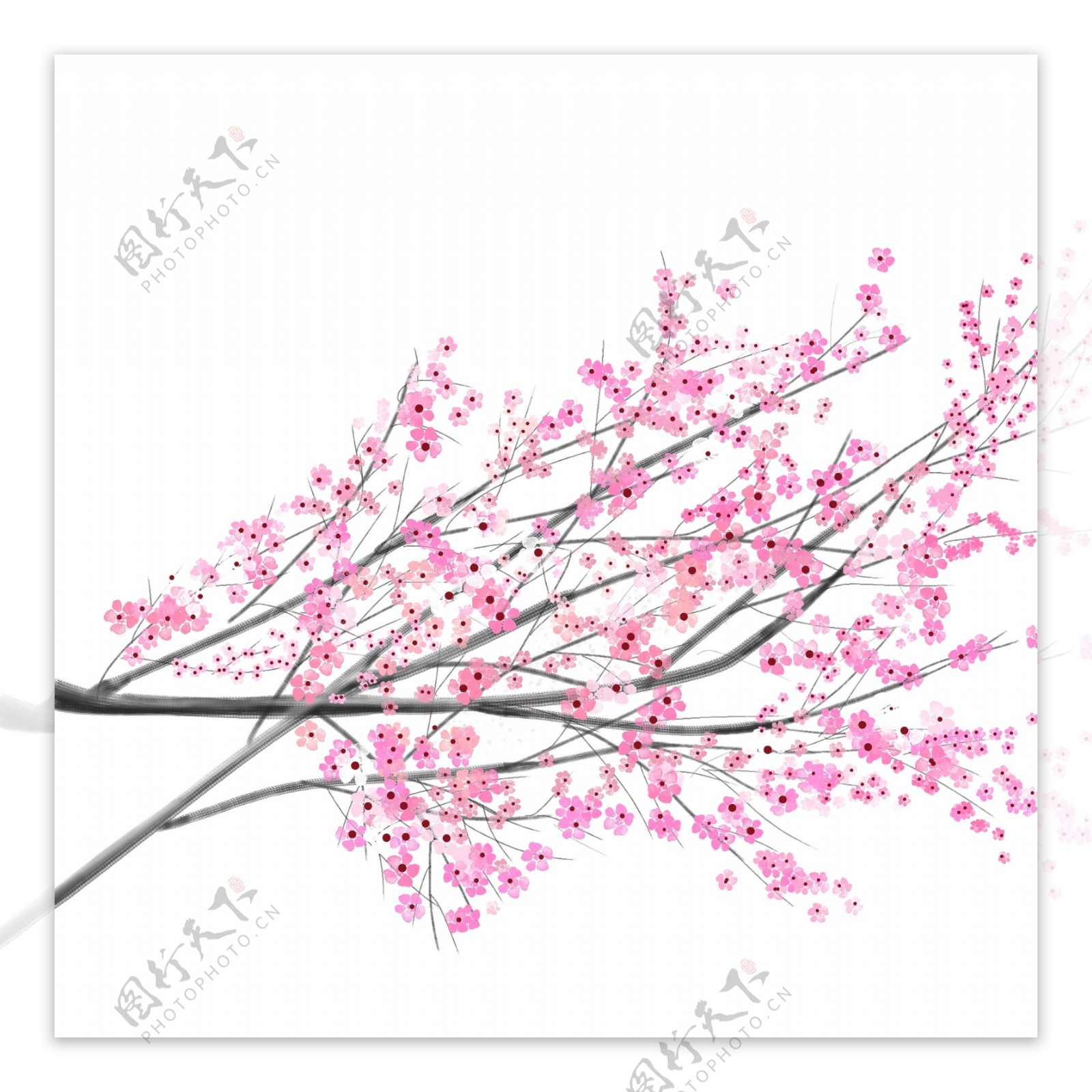 樱花树枝粉色浪漫春天元素素材