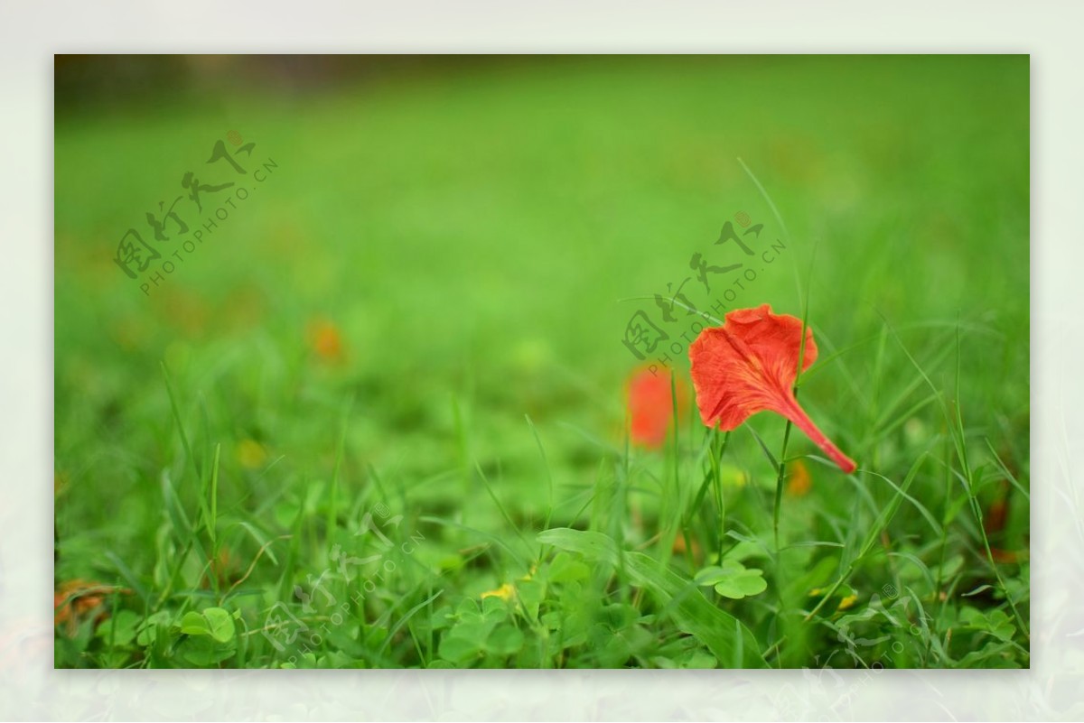 草地小红花