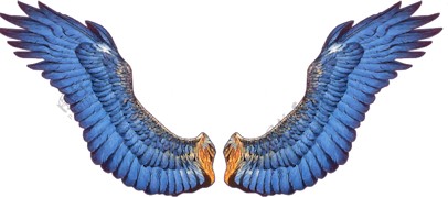 免抠素材羽毛翅膀透明