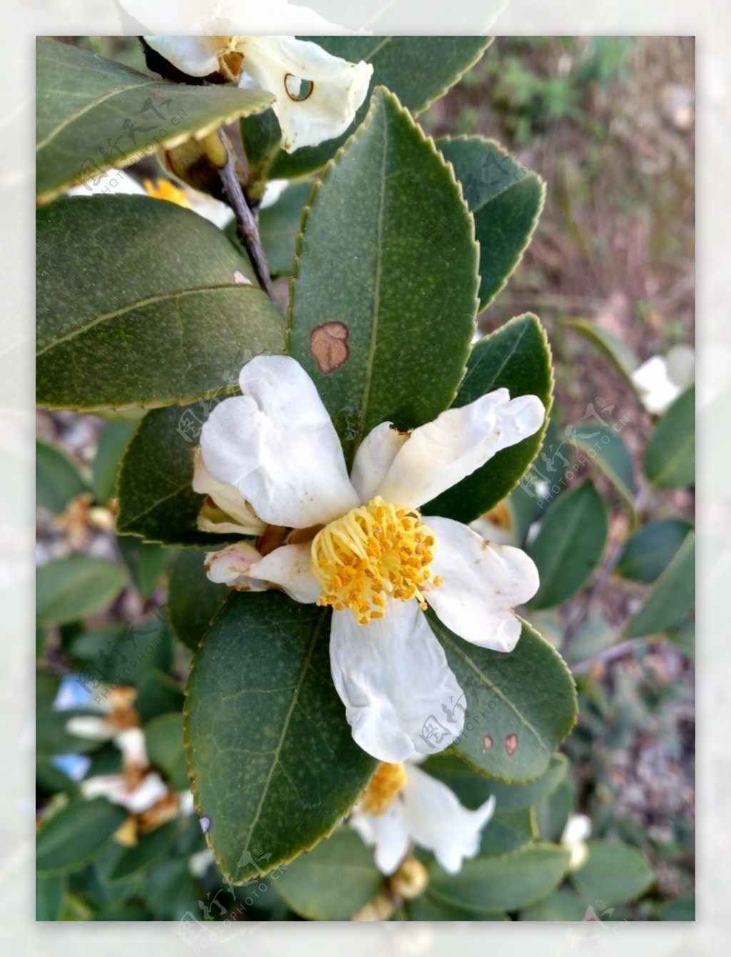 茶油树花