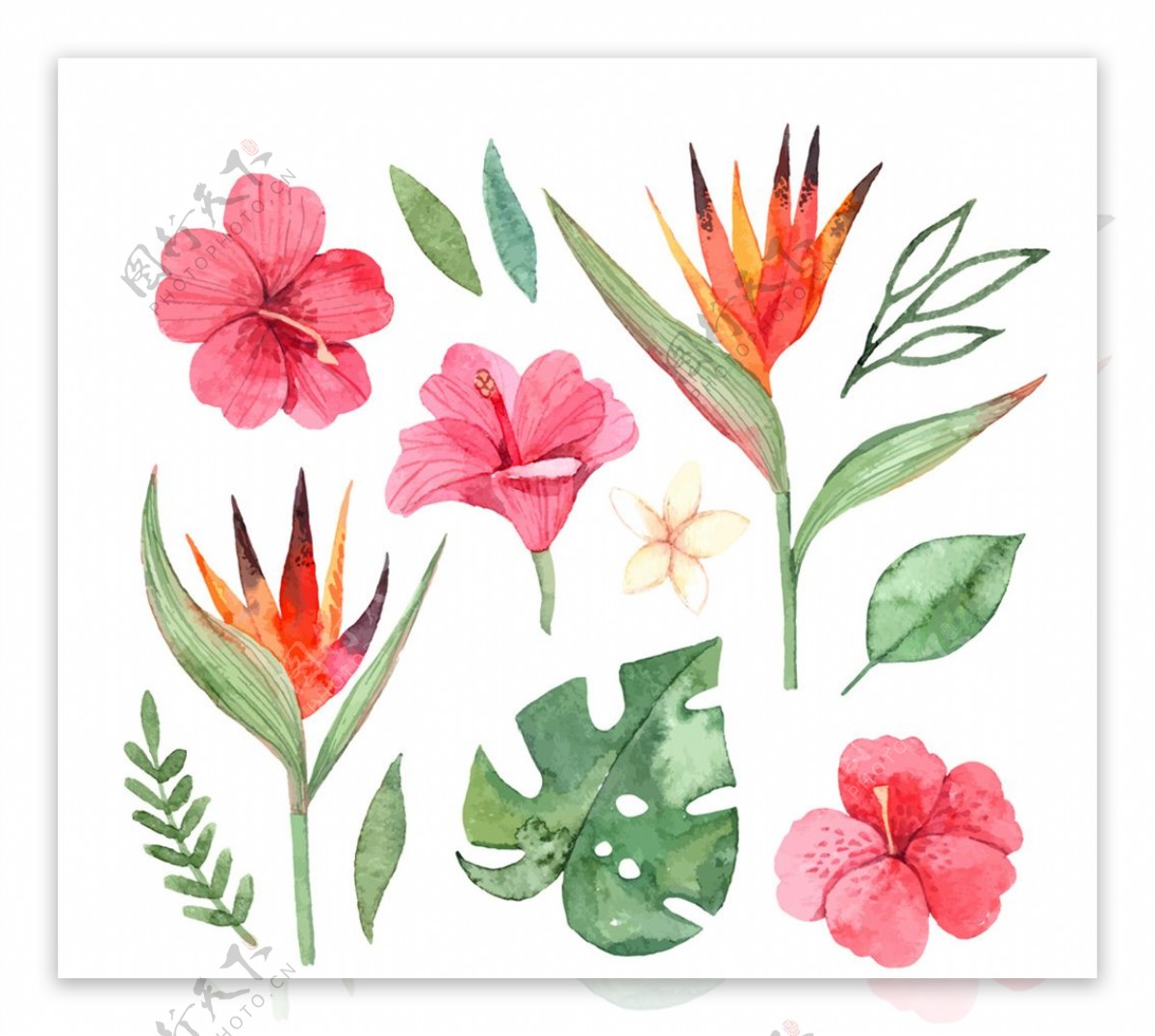 13款彩绘热带花卉和叶子