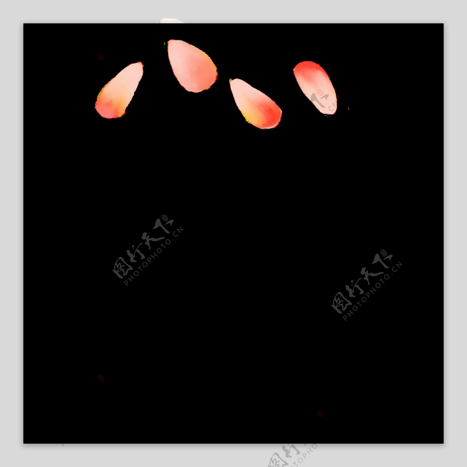 橙色的花瓣装饰插画