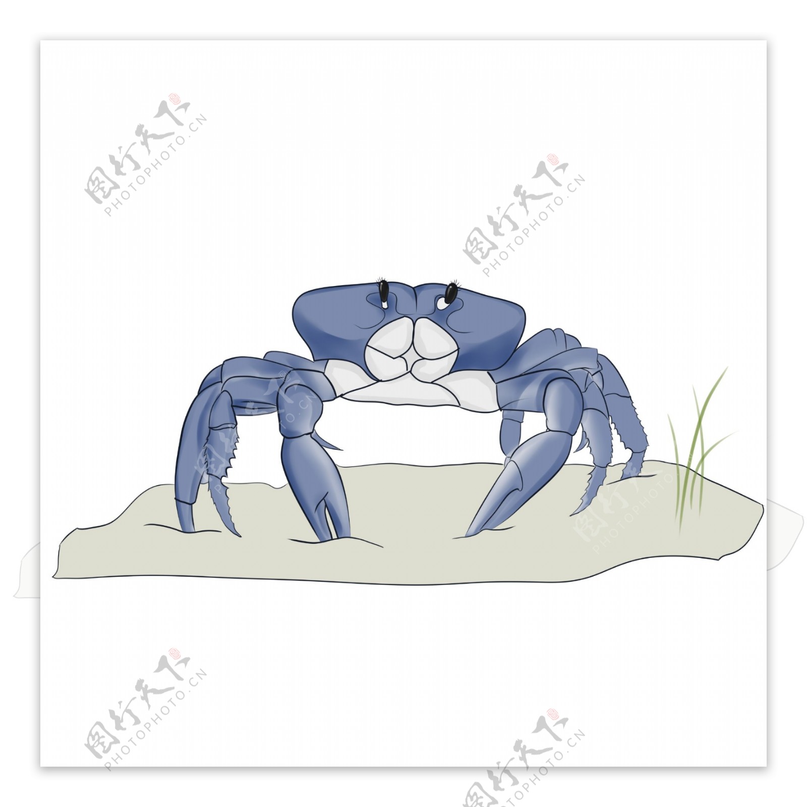 手绘蓝色螃蟹插画