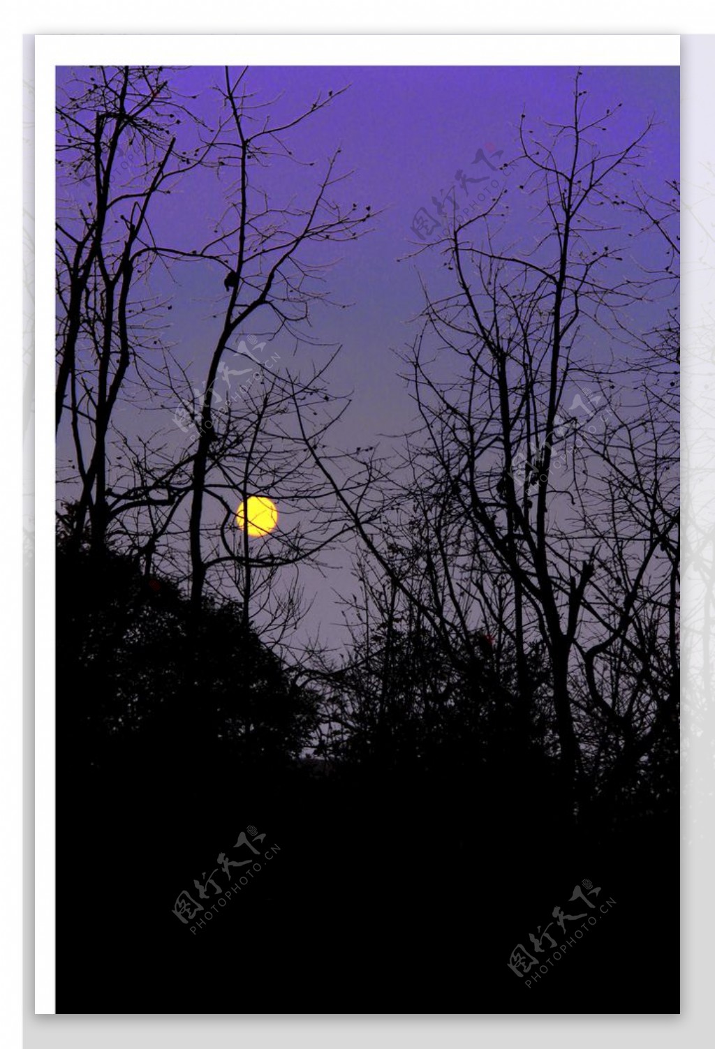 树影月光