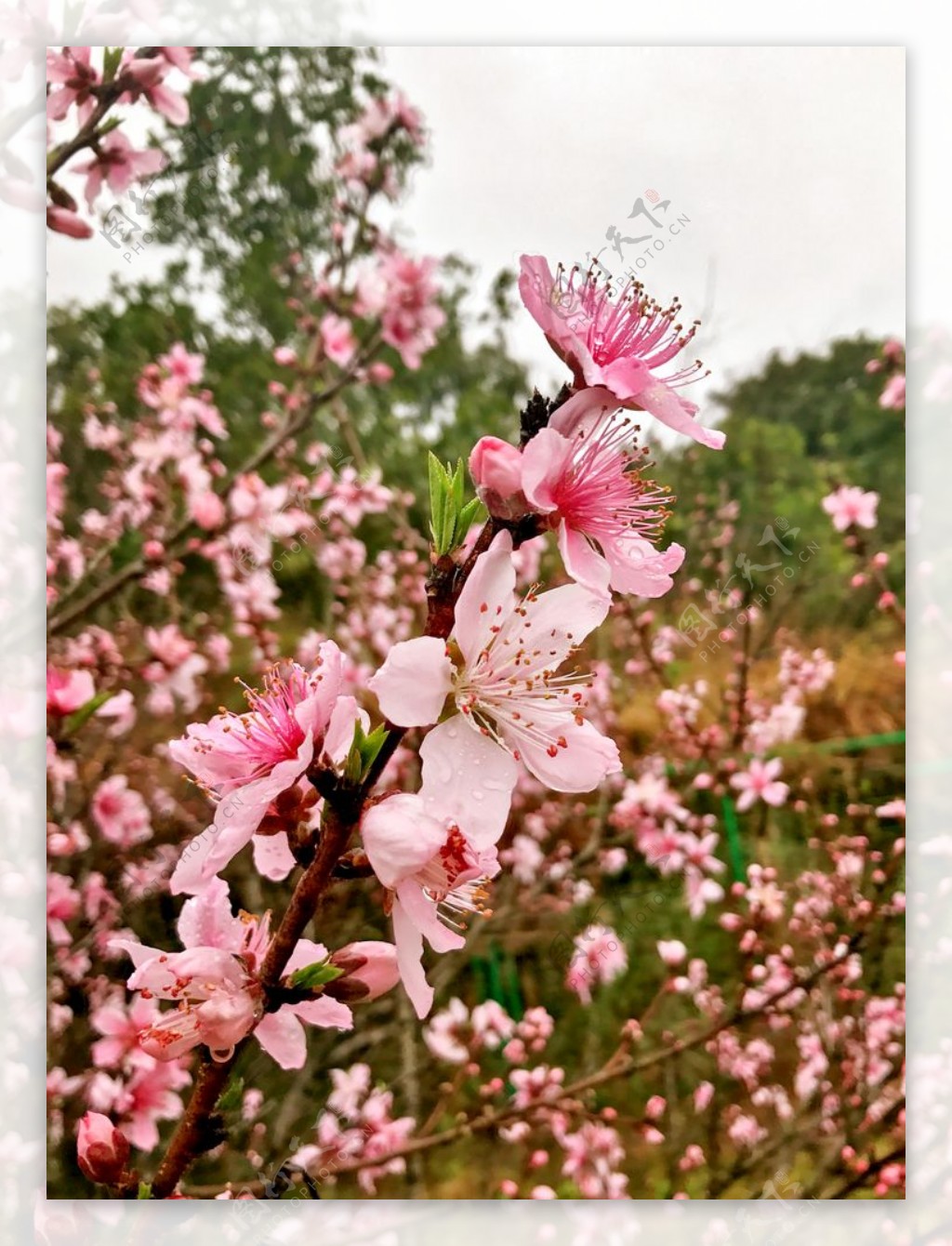 雨露桃花