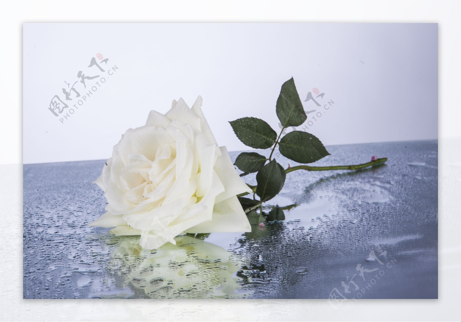 一朵美丽的白色玫瑰花