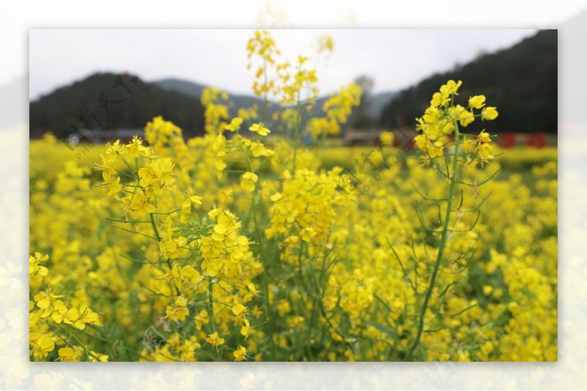 油菜花