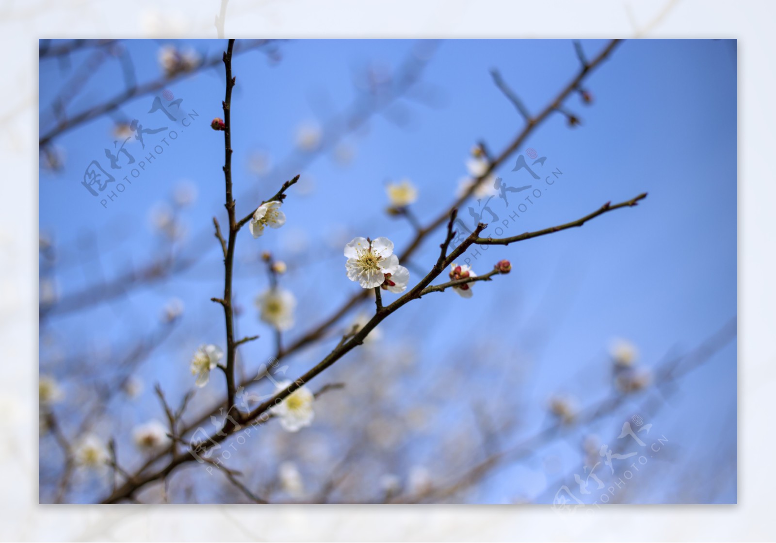 春天之梨花商用摄影3