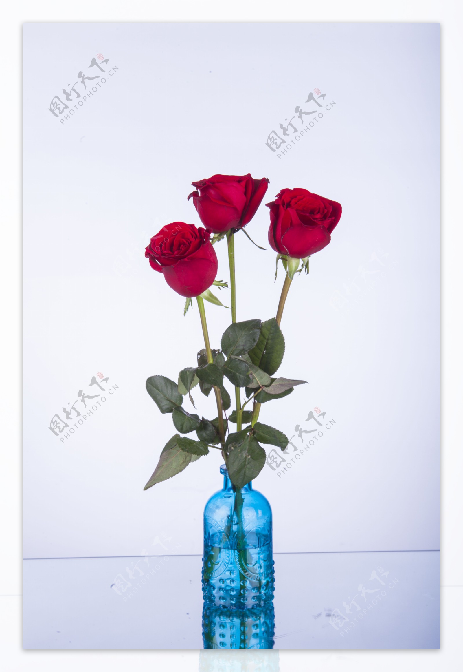 鲜艳红色玫瑰摄影图