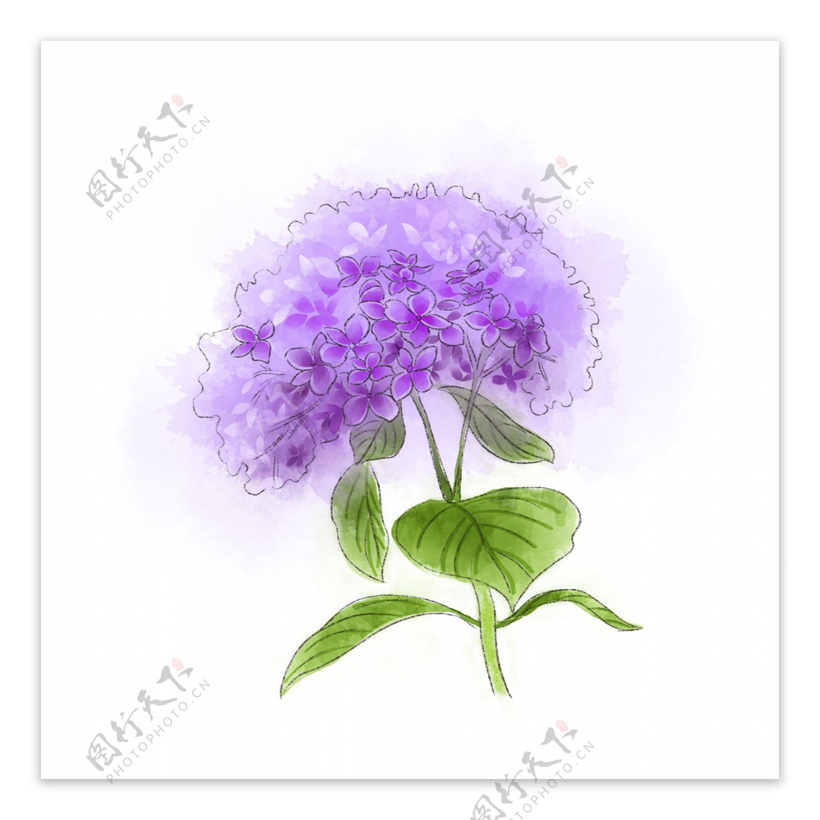 紫色绣球花唯美梦幻紫阳花png图片素材 编号 图行天下