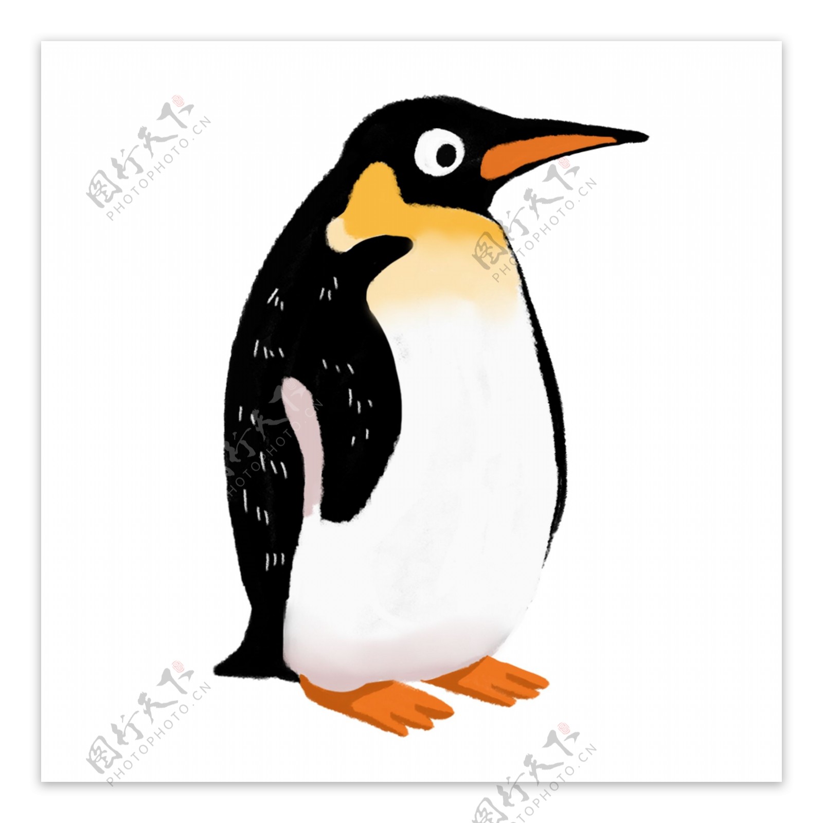 卡通动漫手绘动物企鹅