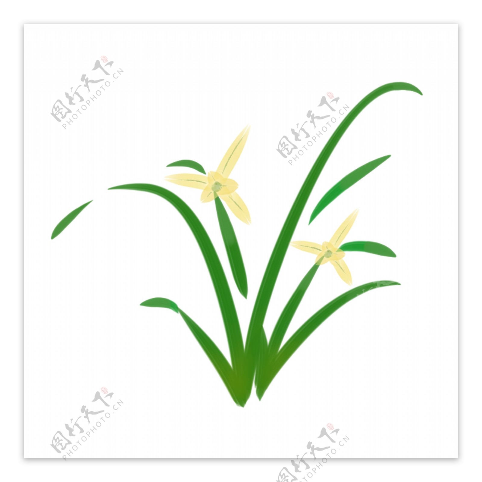 水彩植物黄色兰花装饰图案