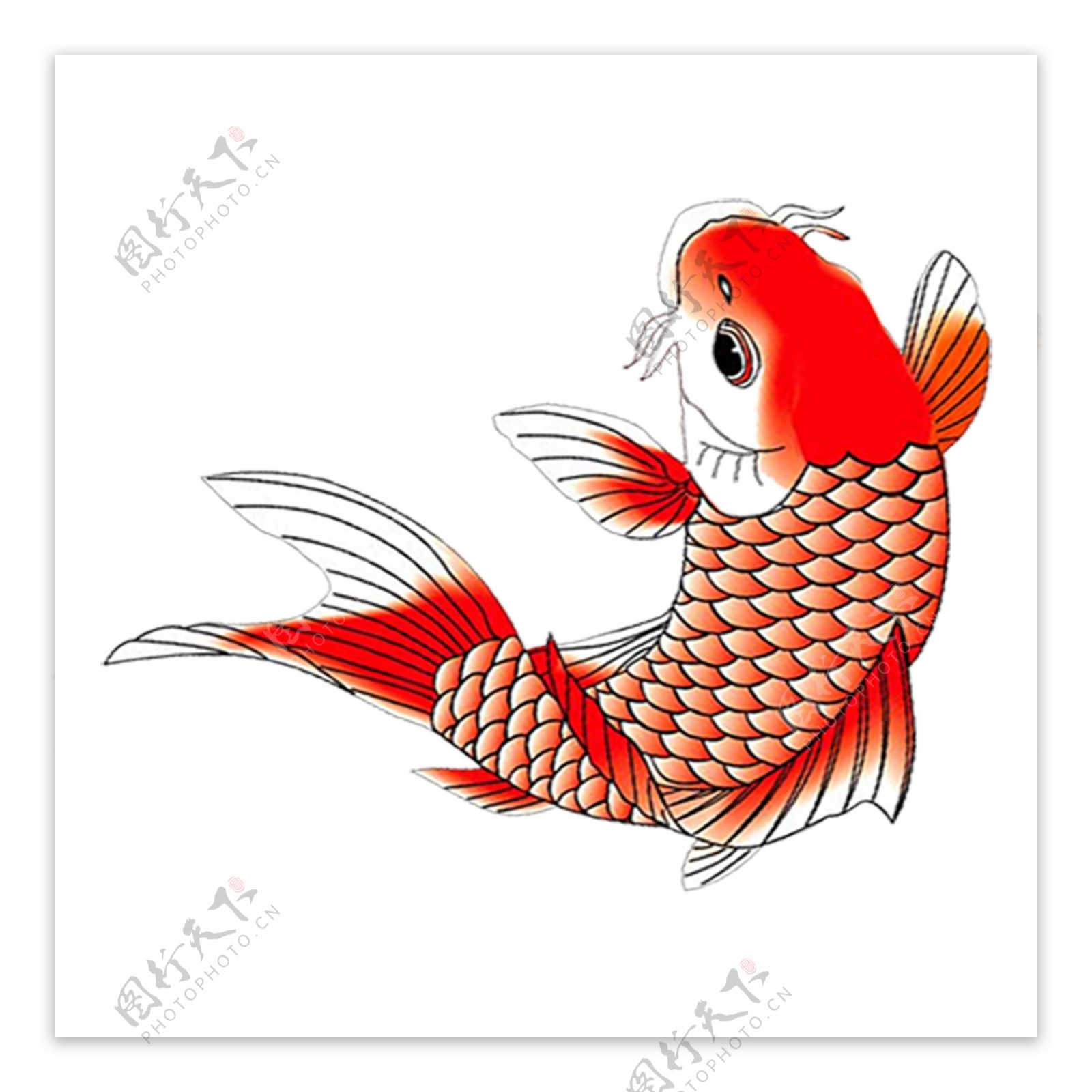 手绘可爱红色鲤鱼png元素