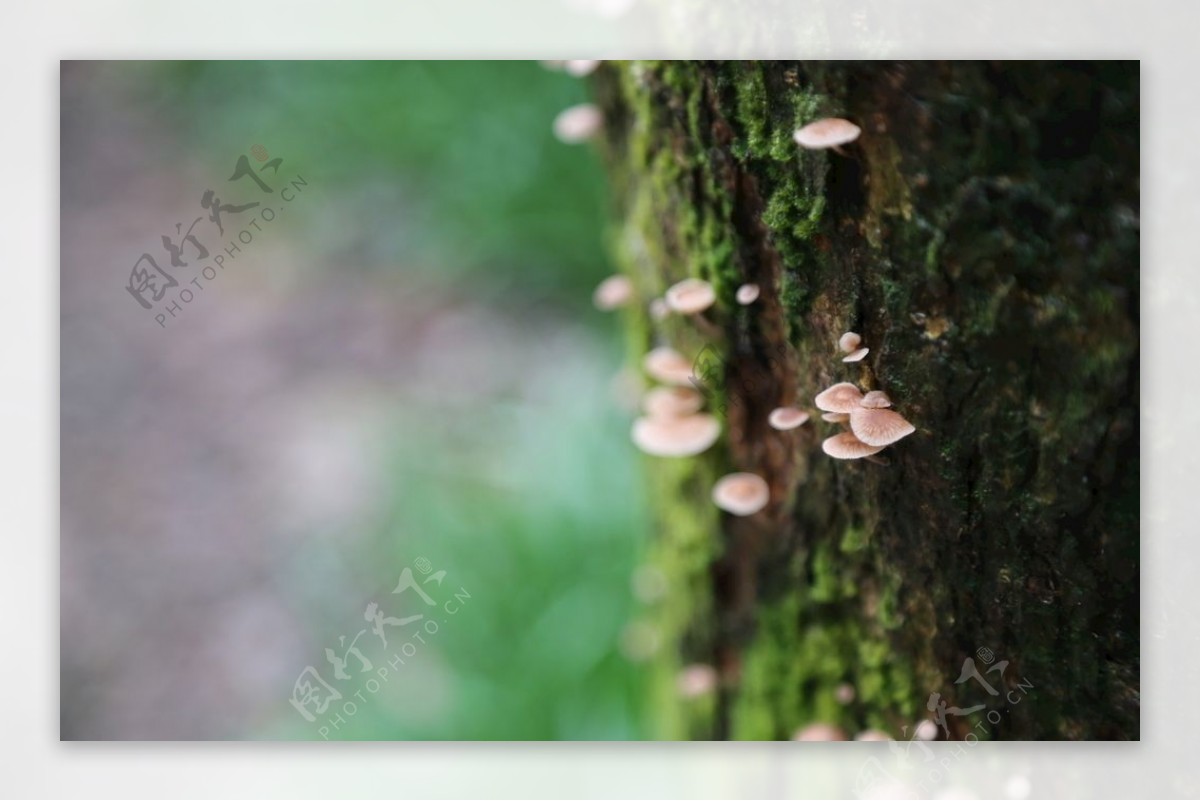 蘑菇苔藓