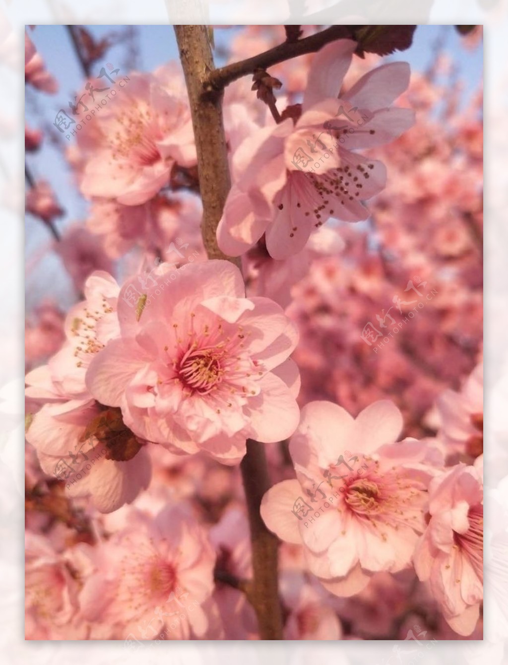 樱花粉色花朵