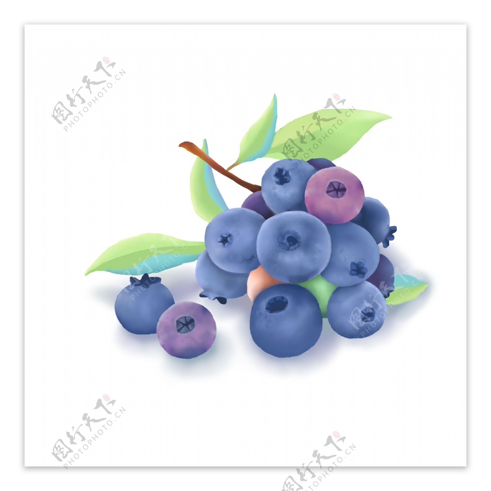 手绘水果一枝带叶蓝莓