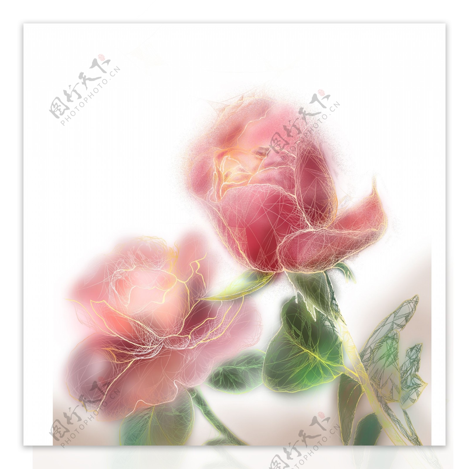 唯美手绘两只玫瑰花元素设计
