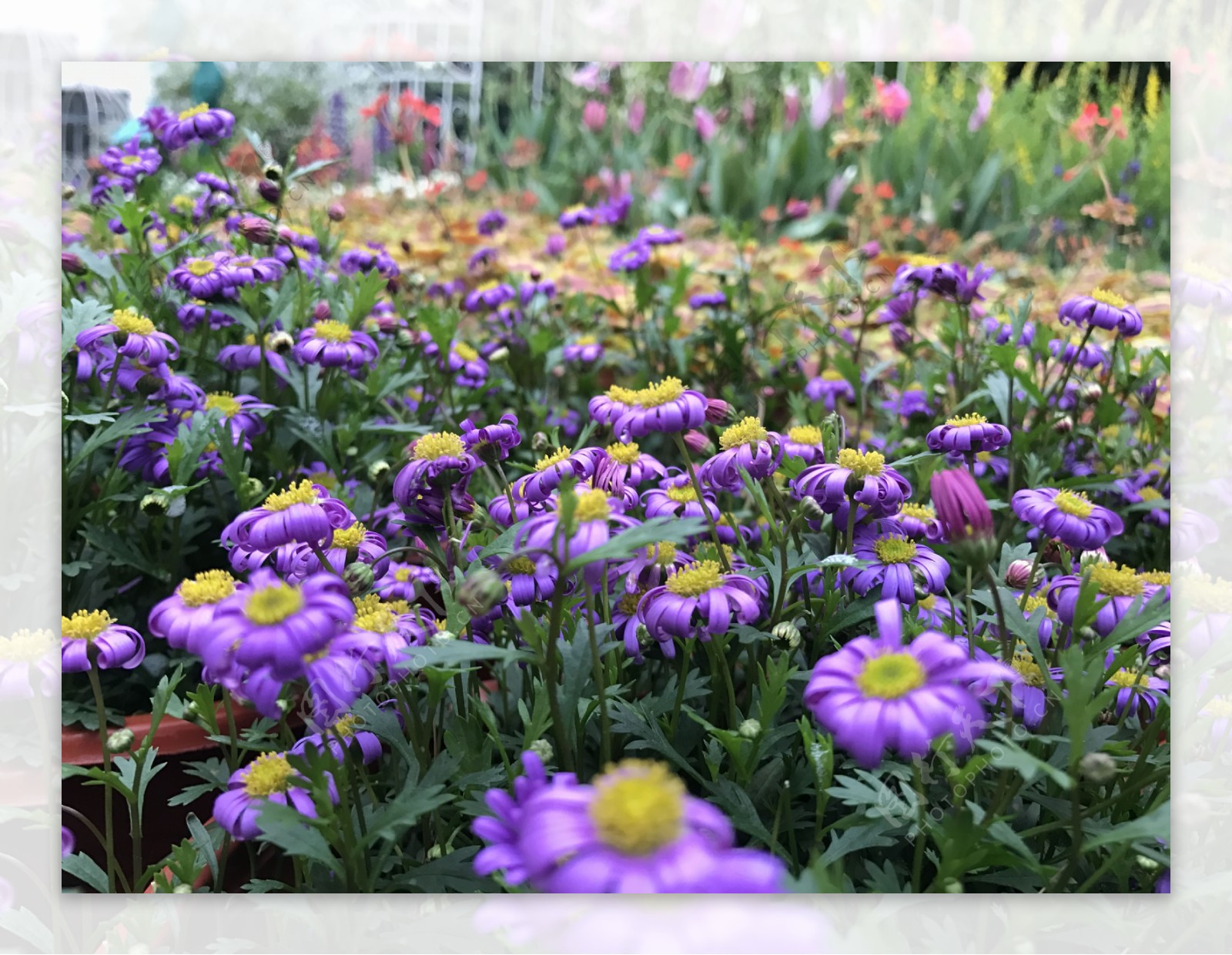 花花蕊紫色的花公园花园
