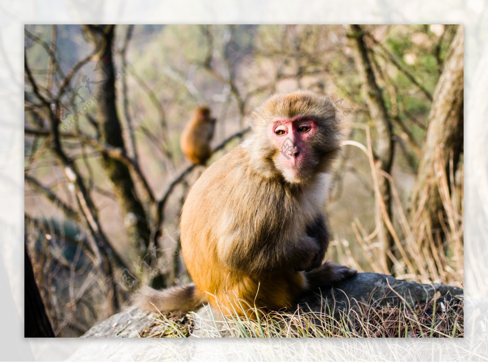 庐山风景摄影之动物猴子