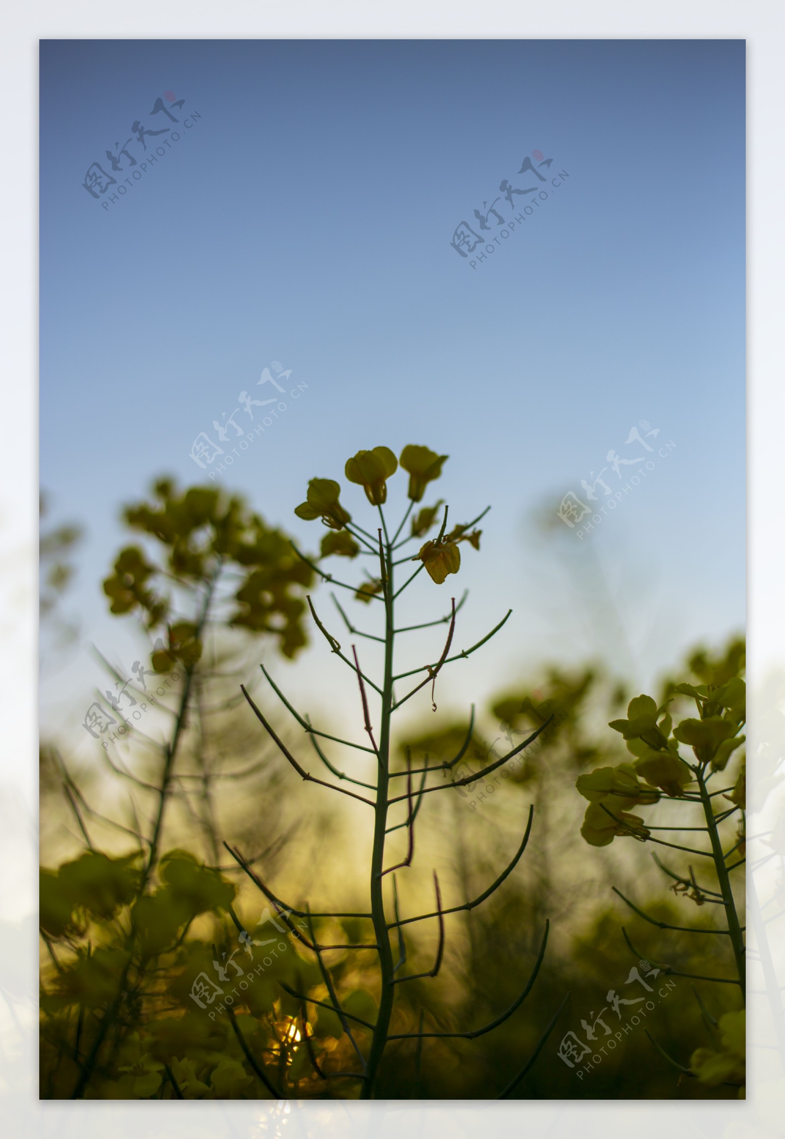 竖图油菜花商用摄影