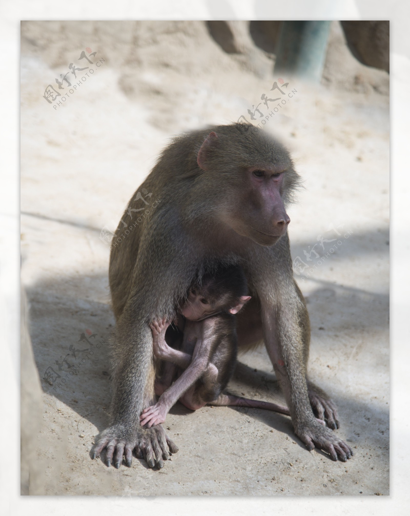 郑州动物园摄影之动物猴子