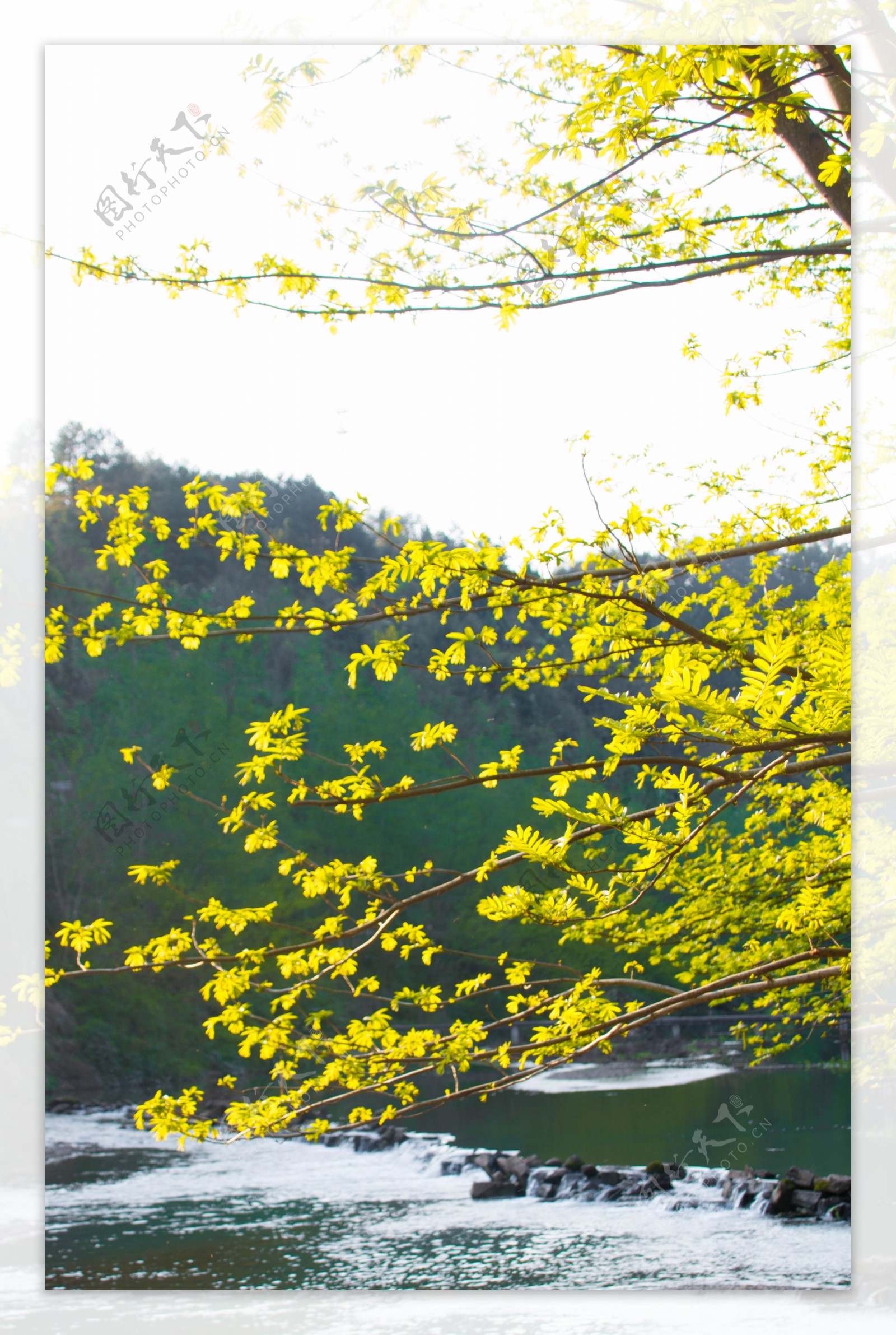 春天小溪河流树木背景