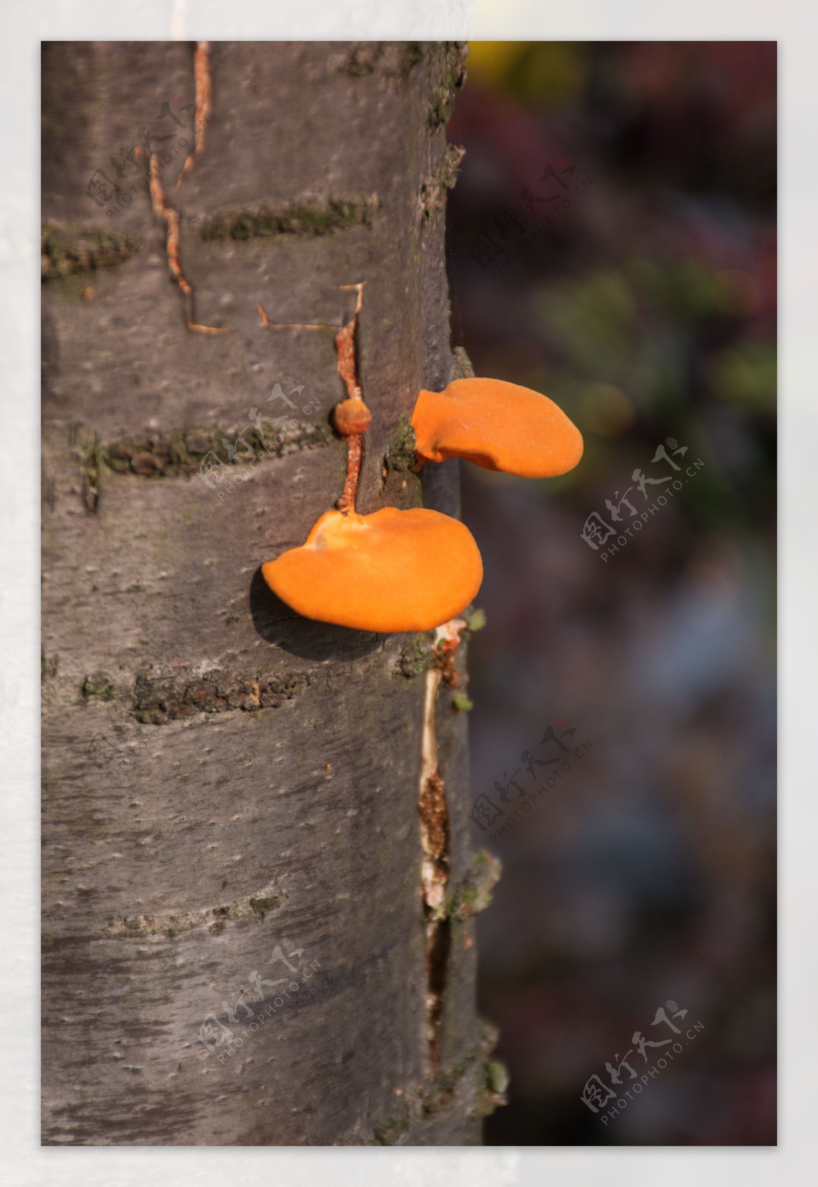 春天树干上生长的橘色鲜艳蘑菇