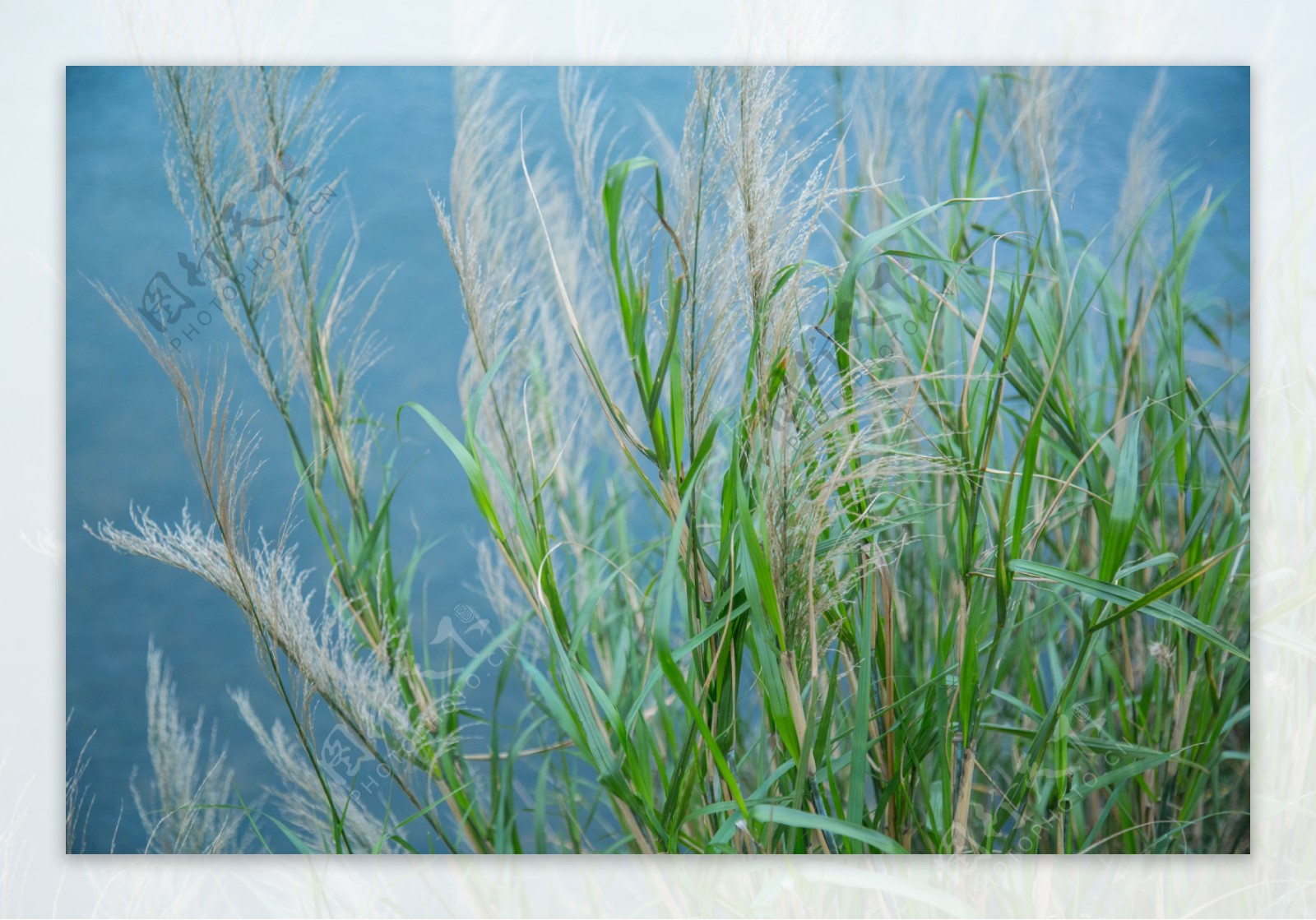 水边植物摄影图片