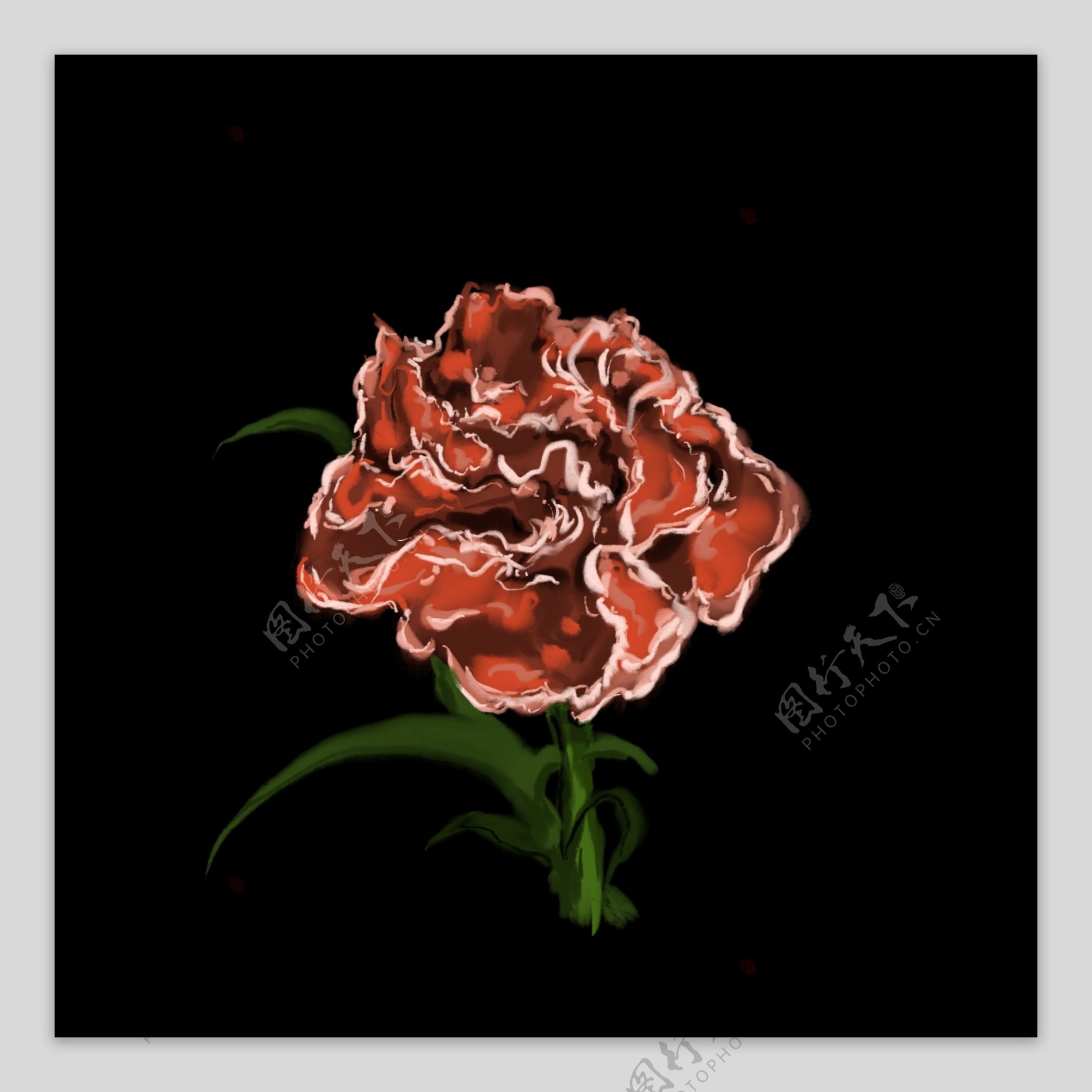 一朵红色的花插图