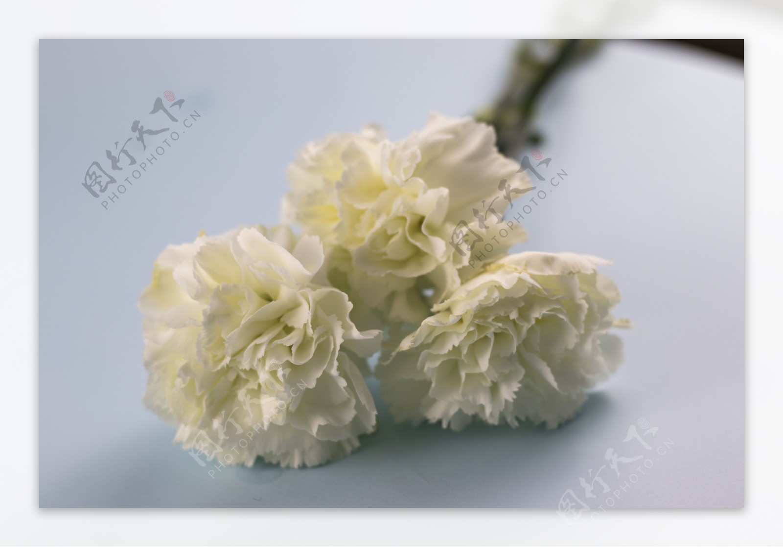 鲜花系列之白色的花朵1
