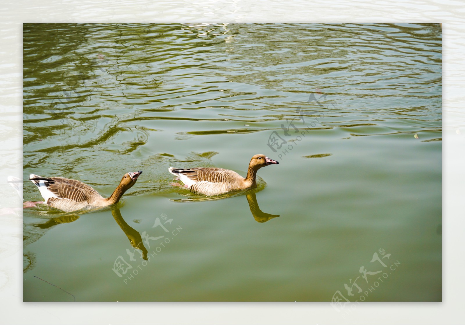 池塘里面两只嘻戏游泳的鸭子